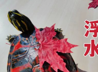 乌龟在水上飘着,是生病了吗?