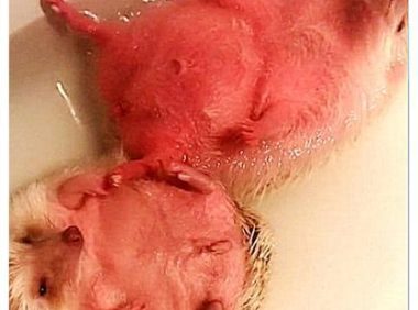 女子让男友给刺猬洗澡，十分钟了还没洗好，过去一看几分熟了