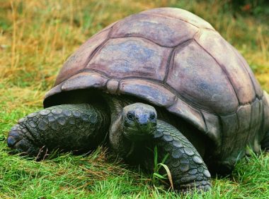 豹纹守宫拒食？七大原因及应对全攻略