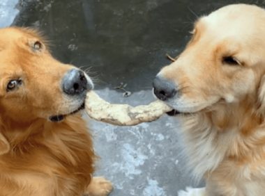 主人没平均分零食给狗,结果其中一只狗跑去上吊:让你愧疚一辈子