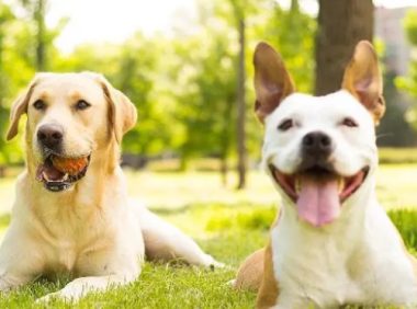 狗狗不喜欢人的沐浴露？你不知道的原因在这