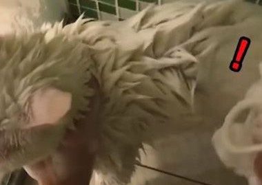 猫界女神豆浆不小心让身体沾上屎味 被奴才抓洗澡