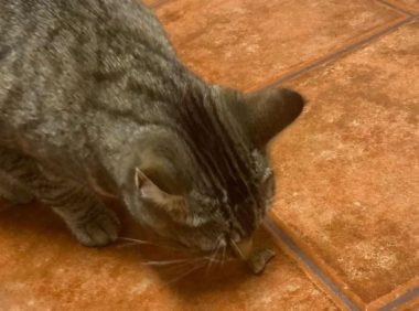 猫咪偶然在地上捡到零食后,每天都在原地蹲守