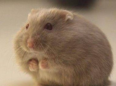 仓鼠上火怎么办?从这些方面来解决