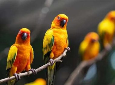 牡丹鹦鹉怎么训练？