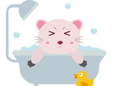 宠物用人的沐浴露洗澡会怎样