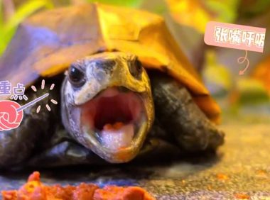 乌龟感冒肺炎如何处理?新手养龟必看