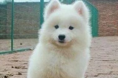 女孩好心捡了只流浪狗, 带它去宠物店洗澡时, 老板让她去买彩票