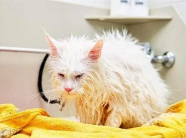 猫咪多久洗一次澡?帮猫咪洗澡需要注意些什么?