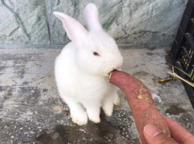 小兔子能吃红薯吗