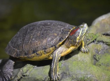 龟类维生素D3过量的危害