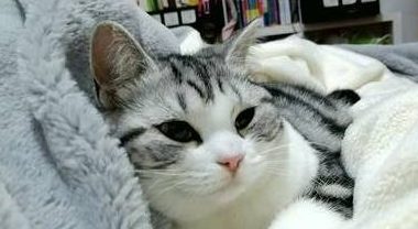 美短洗澡时突然死了,猫主人边看监控边哭