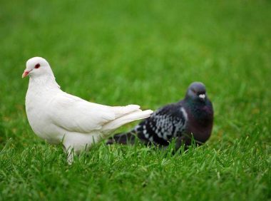 鸽子嗉囊炎最有效方法,试试这些