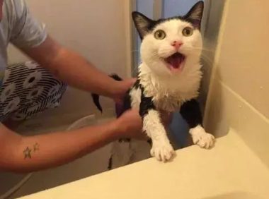 自打养了猫之后，主人在洗澡上厕所的时候就再也没有隐私可言