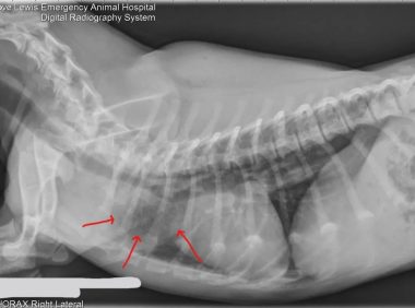 血管环畸形：腊肠犬呕吐的隐藏元凶与治疗方案