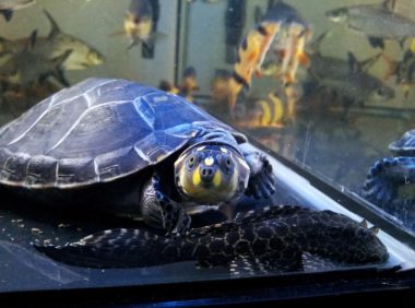 龟浮水四肢无法收缩是怎么回事?可以试试这么操作