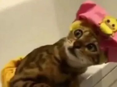 猫咪准备洗澡时,主人突然有急事离开,随后猫咪小表情笑翻网友