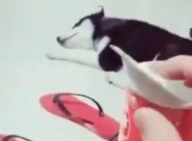 主人趁着哈士奇睡着偷吃零食，被发现后遭到二哈鄙视