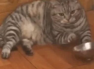 猫咪想吃零食敲碗暗示主人，“你看着碗是不是缺了点小鱼干？”