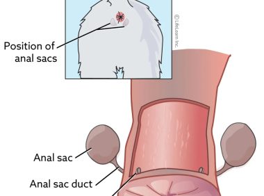 轻松了解猫的肛门腺：健康管理与疾病防护