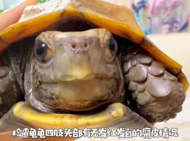 乌龟生病的预兆：如何判断乌龟是否生病了？