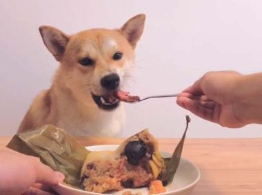 狗狗能吃粽子吗