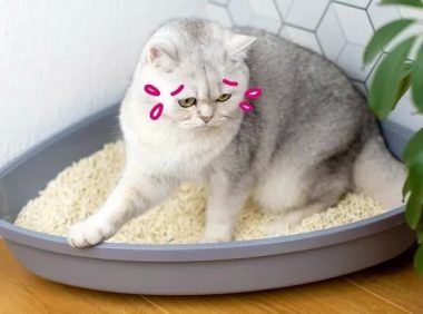 猫尿道炎：症状、诊断和治疗