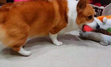 爸爸说要洗澡柯基翻脸大吵 马麻一出动秒答应