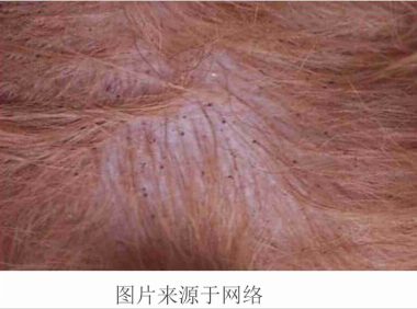 狗狗常见的皮肤病及治疗方法(含狗狗常见皮肤病图片)