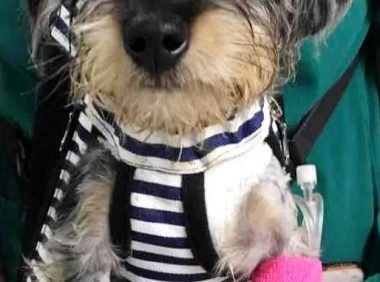 腊肠犬病例分析:诊断血管环畸形的关键步骤