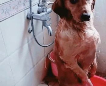 金毛在外面打滚, 回家之后满身沙子, 还主动要求洗澡