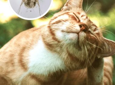 猫咪耳螨：症状、原因及治疗全攻略