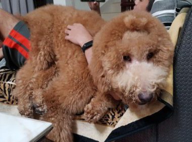 贵宾洗澡变身玉米面头 招牌呆萌表情笑喷