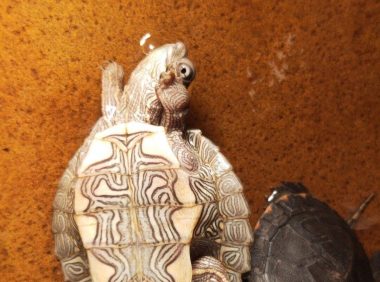 乌龟感冒和肺炎该怎么办?分享下省心稳妥的处理方法