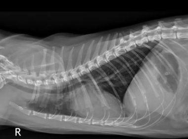 猫咪甲状腺问题：如何通过闪烁扫描确诊与治疗