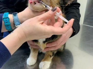 如何轻松给猫咪喂药？步骤详解与常见误区