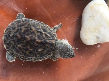 乌龟身上附着白色絮状物是怎么回事?别担心通常是这 2 种情况!