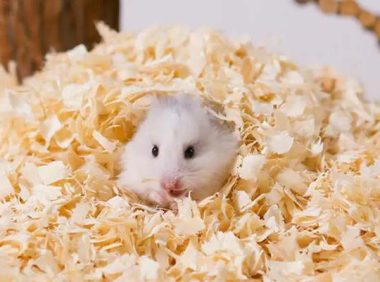 仓鼠刨木屑是生气吗