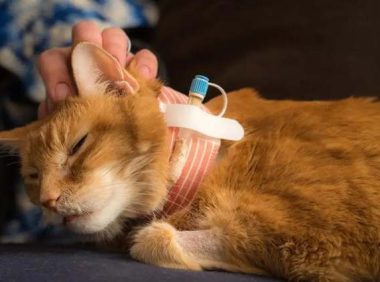 猫不吃饭会得脂肪肝吗?