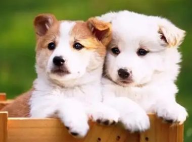 挑选狗狗沐浴露的常见误区,来看看吧