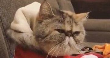 猫咪为了吃到零食真是拼了，帮主人按摩，一脸不爽：不许耍赖！