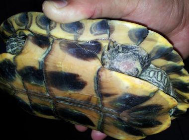 龟腐皮全是应激反应导致的吗？要小心这 2 种情况