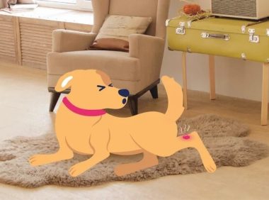 狗肥大细胞瘤:症状与治疗方法