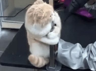 主人带猫去洗澡,迟迟没有被带出来,进去一看笑喷,猫:别动我!