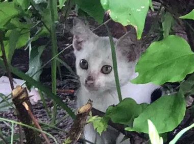 猫妈妈偷零食时被追赶,没能带走小猫,小猫却因一张照片被救了