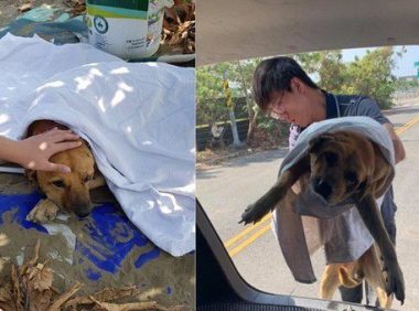 年迈浪犬被收编 狗生第一次洗澡无奈也是最后一次