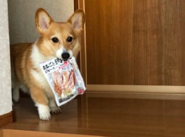 柯基把藏的零食叼了出来，可怜楚楚地看着主人：咱各一半行不？