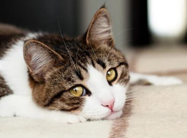 猫腹泻:原因与治疗