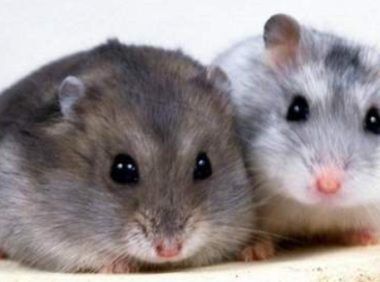 仓鼠为什么发抖?可能不是因为冷