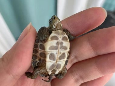 龟壳软化是什么原因造成的？原因有 2 种解决方法也很简单